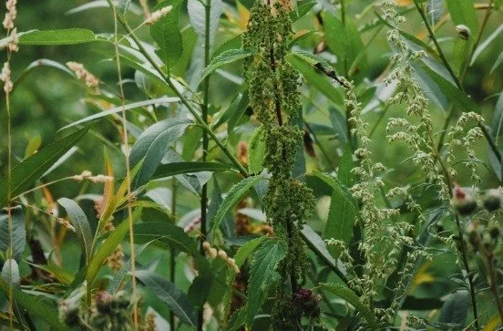 Organic Weed Management Webinar Series
 Hosted by the Carolina Farm Stewardship Association (CFSA)

This free spring webinar series will help farmers learn how to effectively manage weeds using organic practices and develop an integrated weed managem