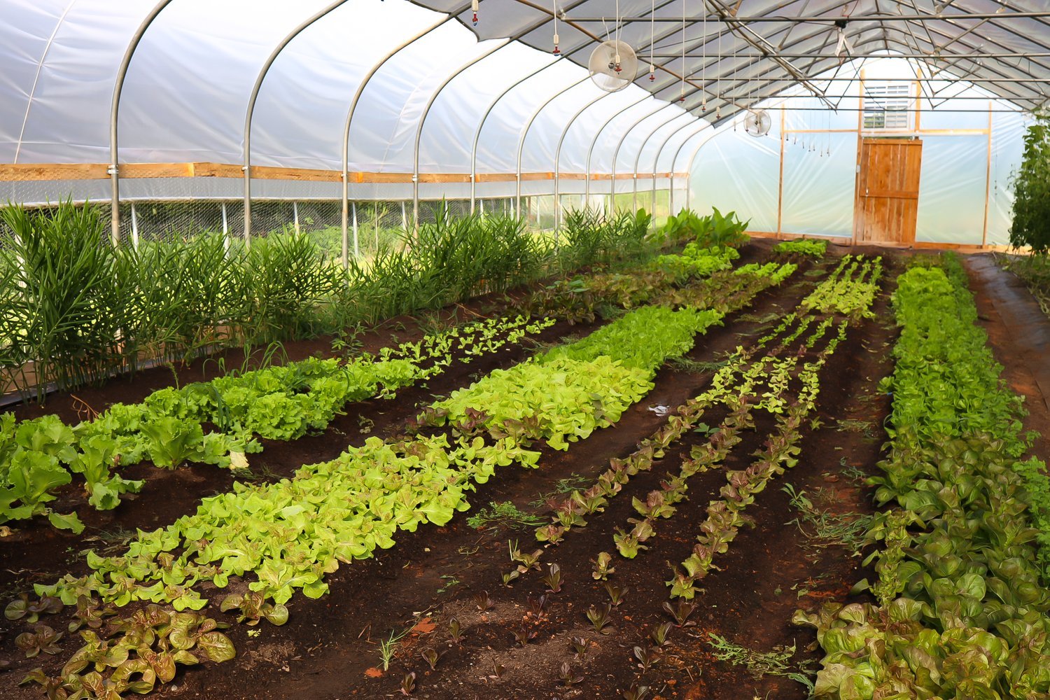 Stay connected with everything happening in our local food community by signing up for the Davidson County Local Food Network &amp; Piedmont Fresh bi-weekly newsletter!

Get up-to-date information on:
&bull; Local agriculture events
&bull; Farmers ma