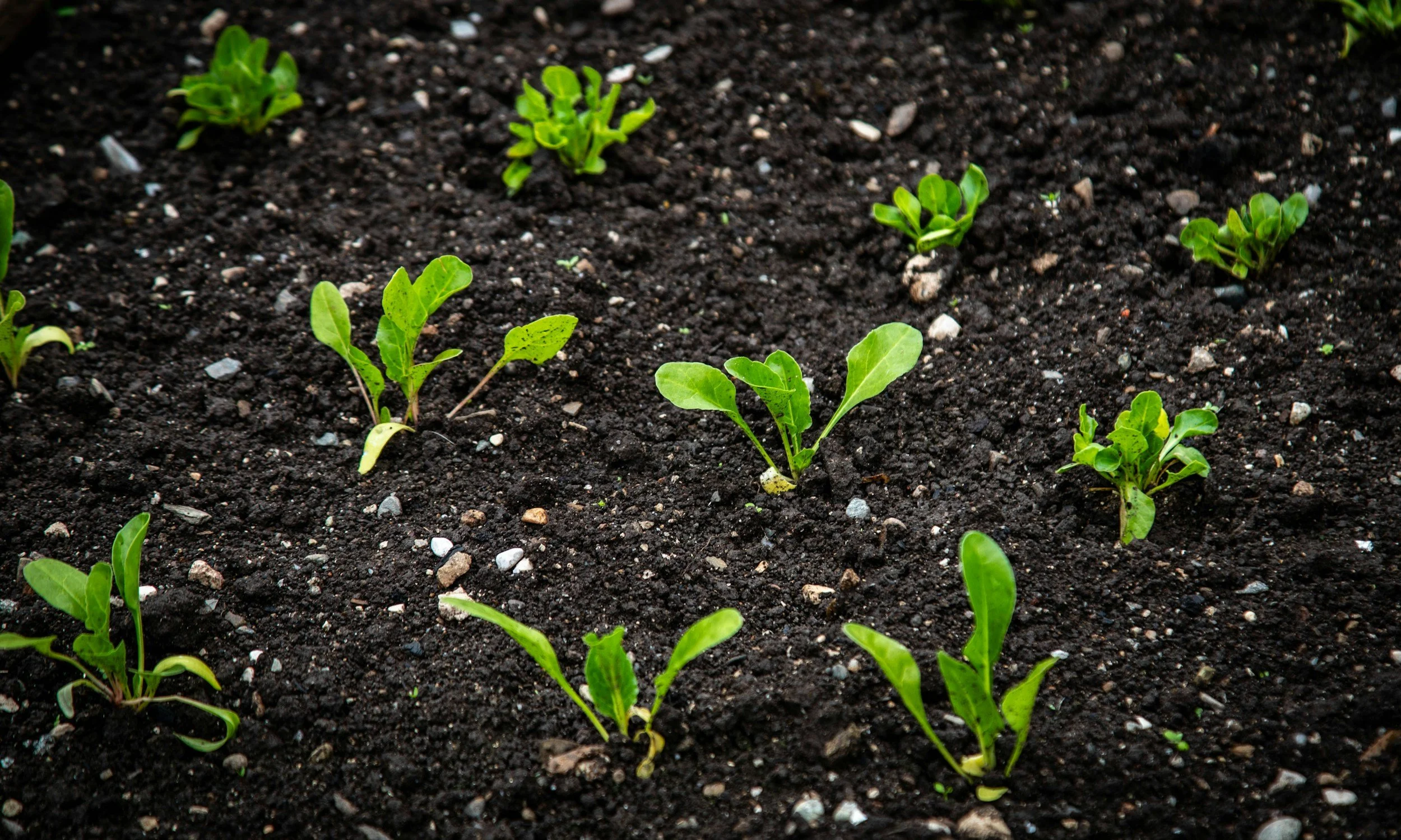Basics of Seed Saving