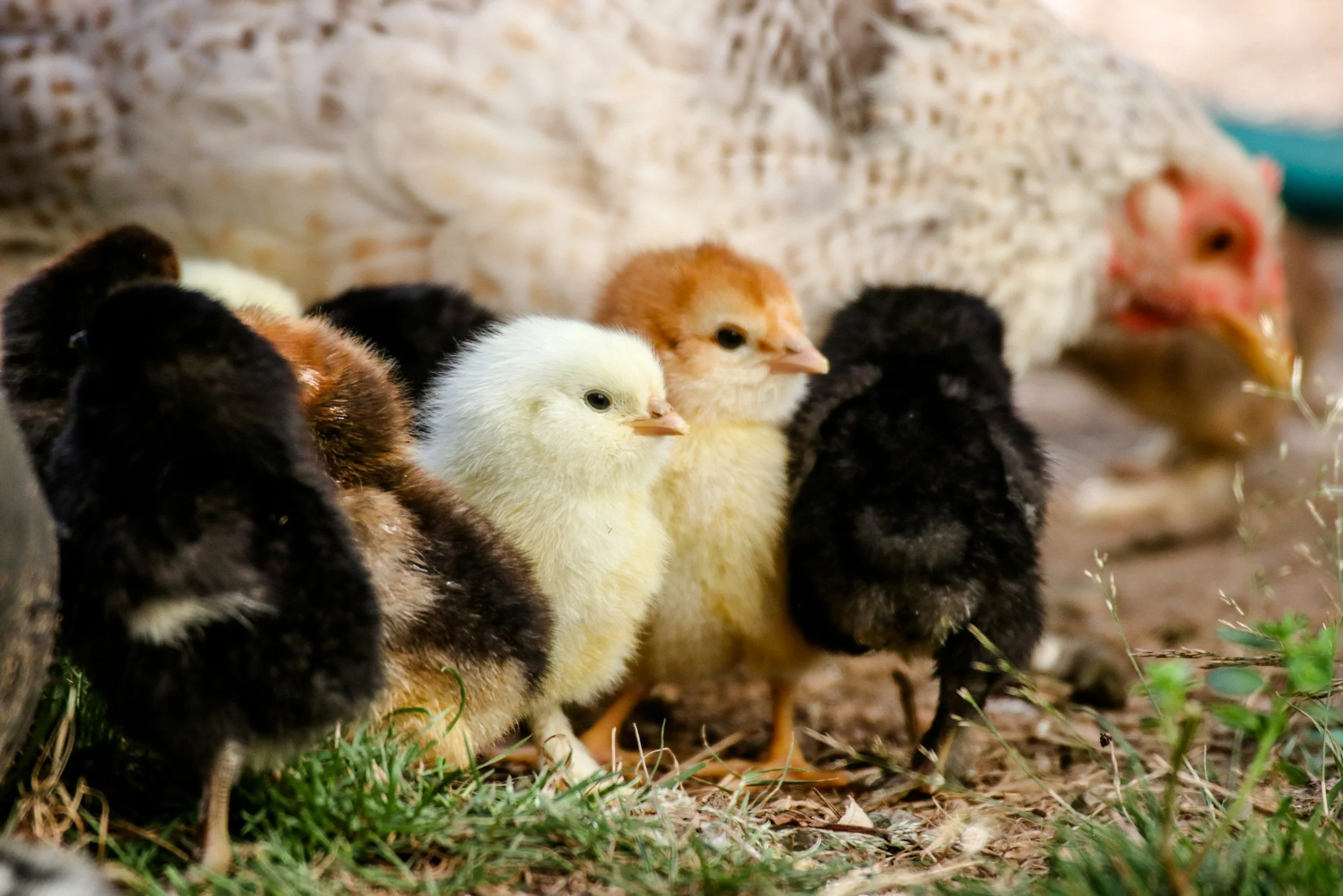Fecal Egg Counting: Rowan County