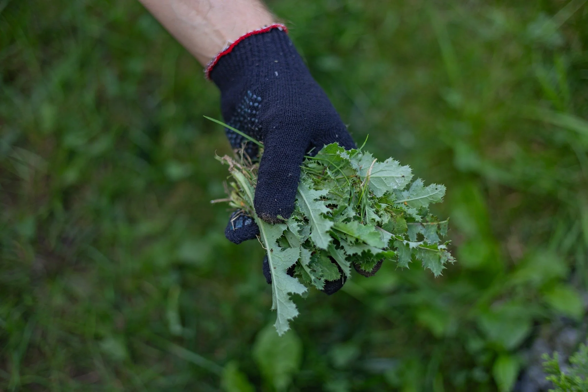 Save the Date!

Join CFSA and NC A&amp;T State University for an Organic Weed Management Field Day on Tuesday, June 2, 2026 from 9:00 AM &ndash; 2:30 PM in Greensboro, NC.

This FREE hands-on field day will feature live demonstrations and practical o