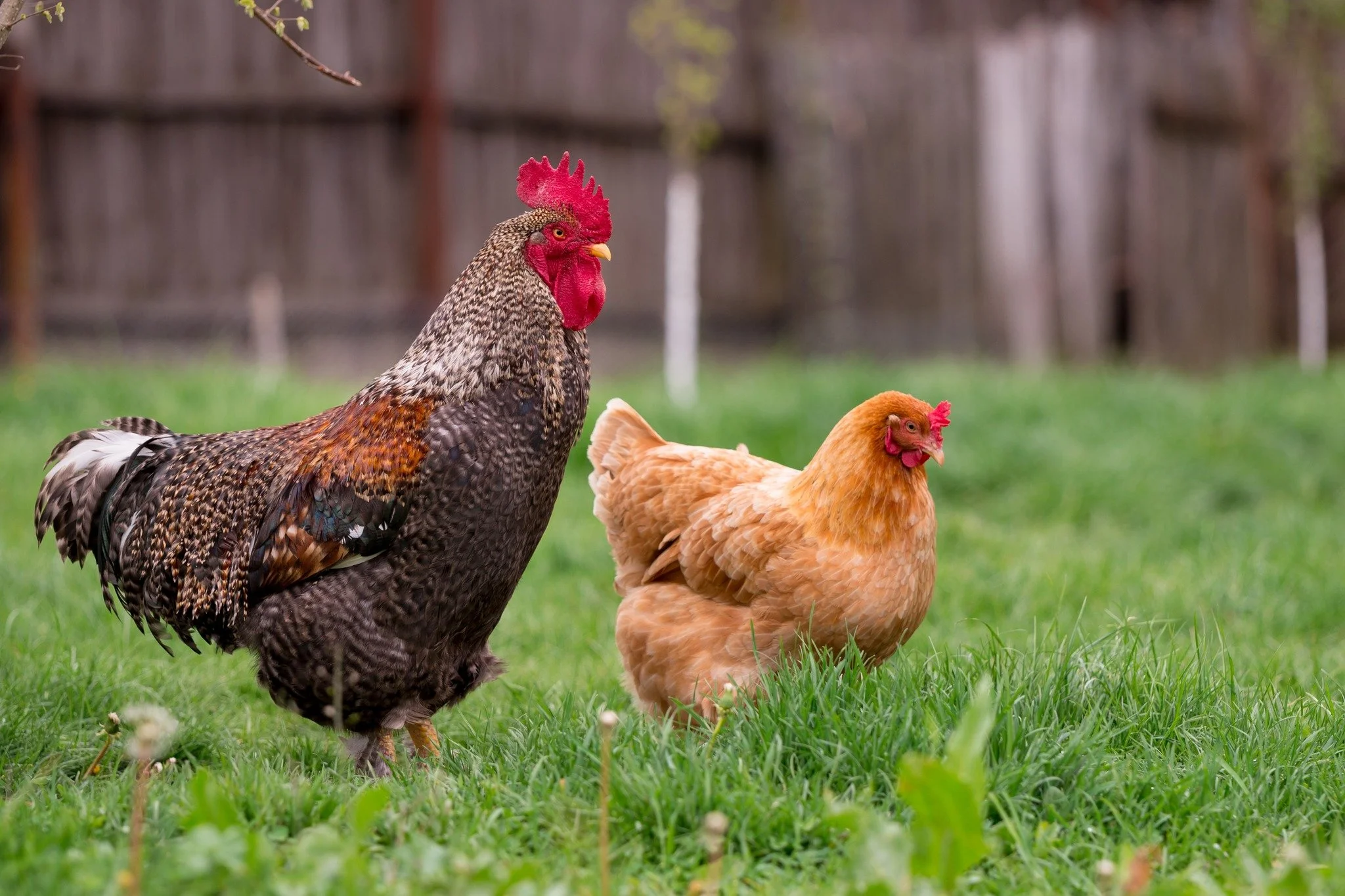 Interested in learning the basics of poultry processing? Join N.C. Cooperative Extension, Davie County for a hands-on Poultry Processing Workshop on Saturday, June 13, 2026 from 9:00 AM &ndash; 2:00 PM at Davie County High School in Mocksville, NC.

