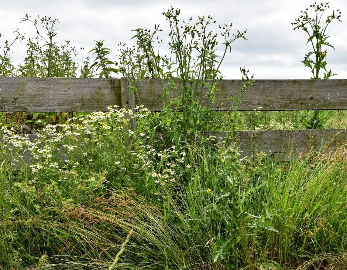 Looking to strengthen your organic weed management strategies this growing season? Join CFSA and NC A&amp;T State University for a hands-on Organic Weed Management Field Day on Tuesday, June 2, 2026 from 9:00 AM &ndash; 2:30 PM at the NC A&amp;T Stat