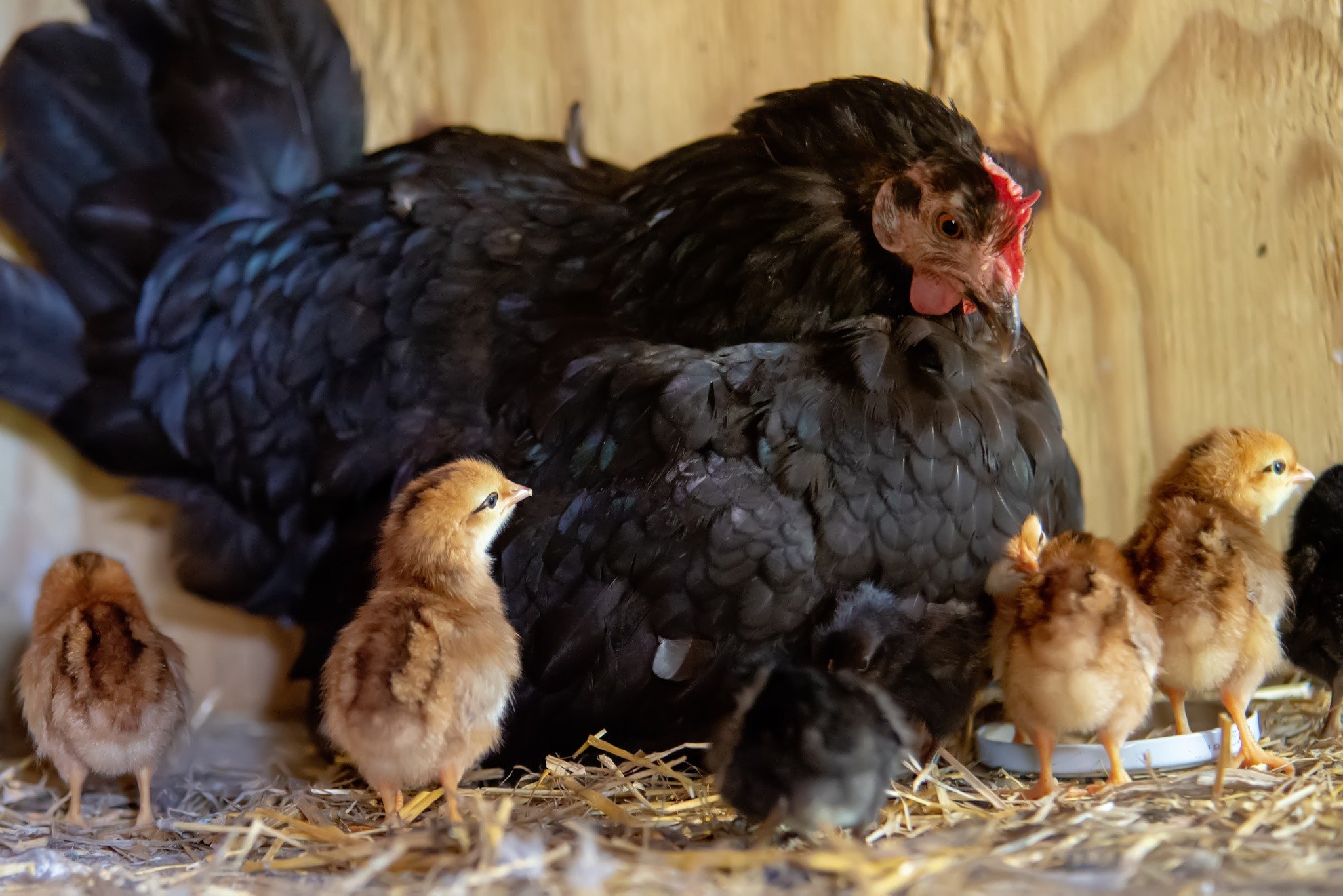 Get ready for a hands-on learning opportunity in local food production.

Davie County Poultry Processing Workshop
Saturday, June 13, 2026 | 9:00 AM &ndash; 2:00 PM

Join N.C. Cooperative Extension, Davie County for a practical, in-depth workshop at D