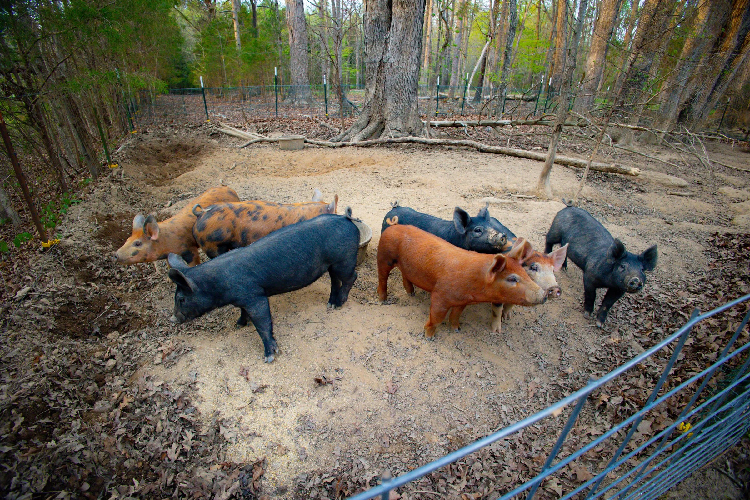 Crossings Farm-3.jpg