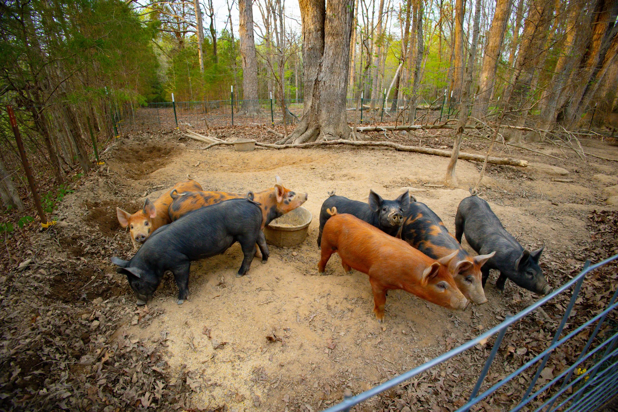 Crossings Farm-4.jpg