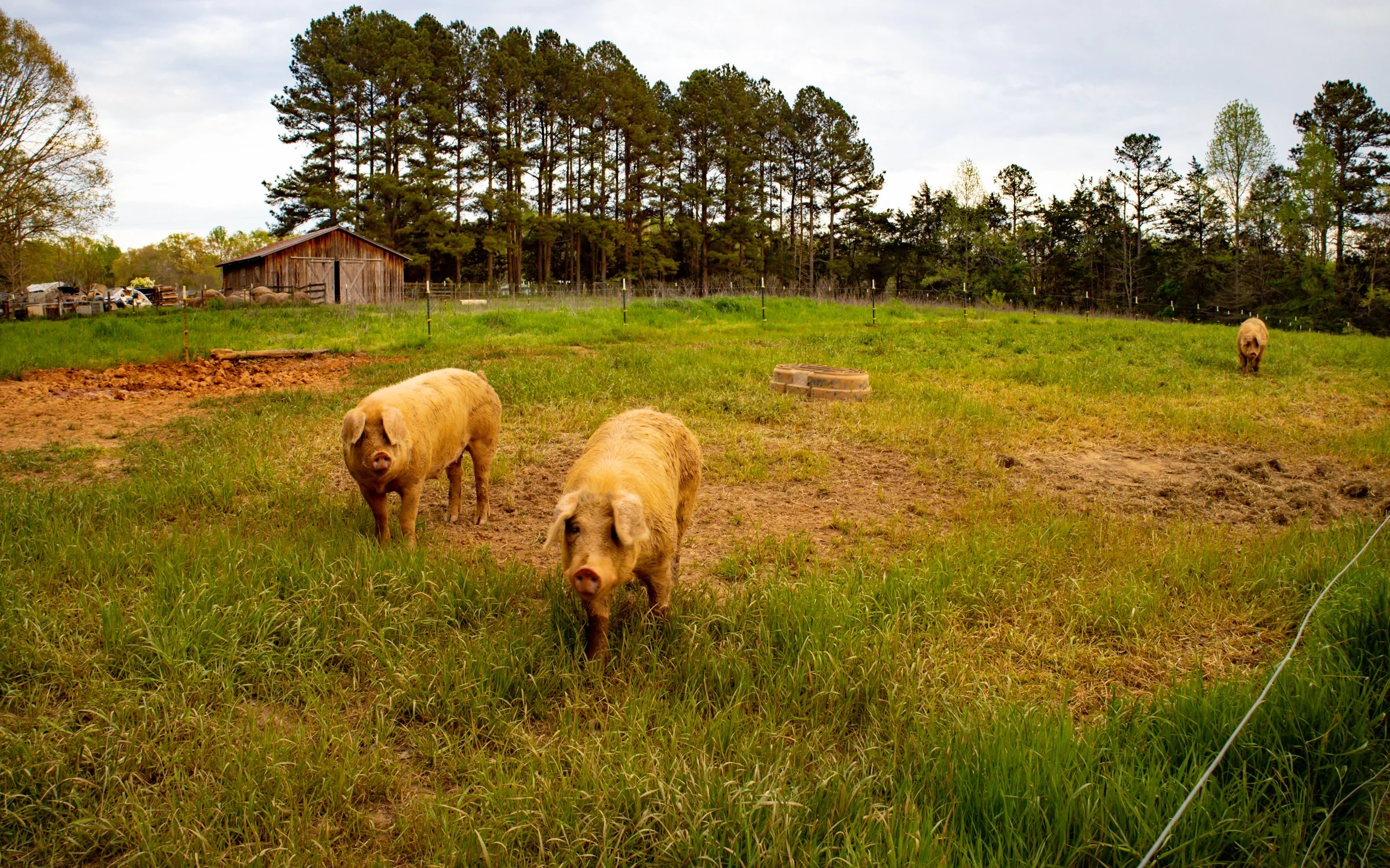 Crossings Farm-8.jpg