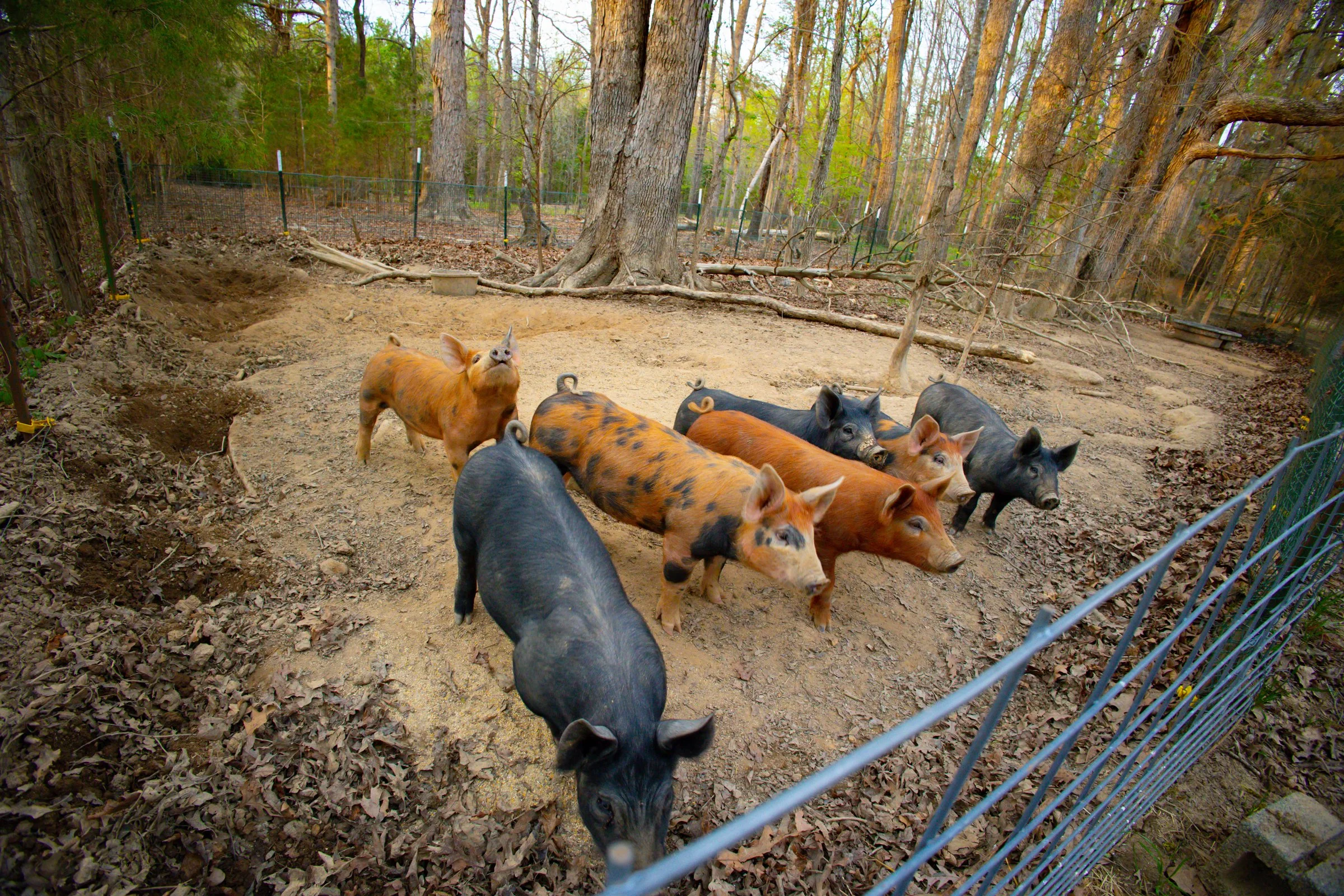 Crossings Farm