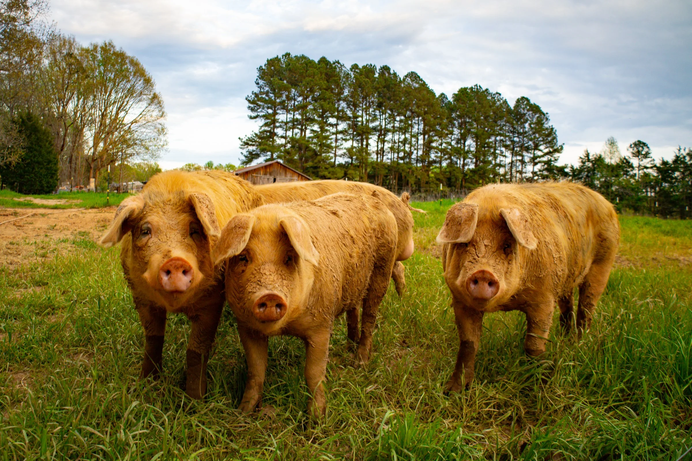 Crossings Farm-9.jpg