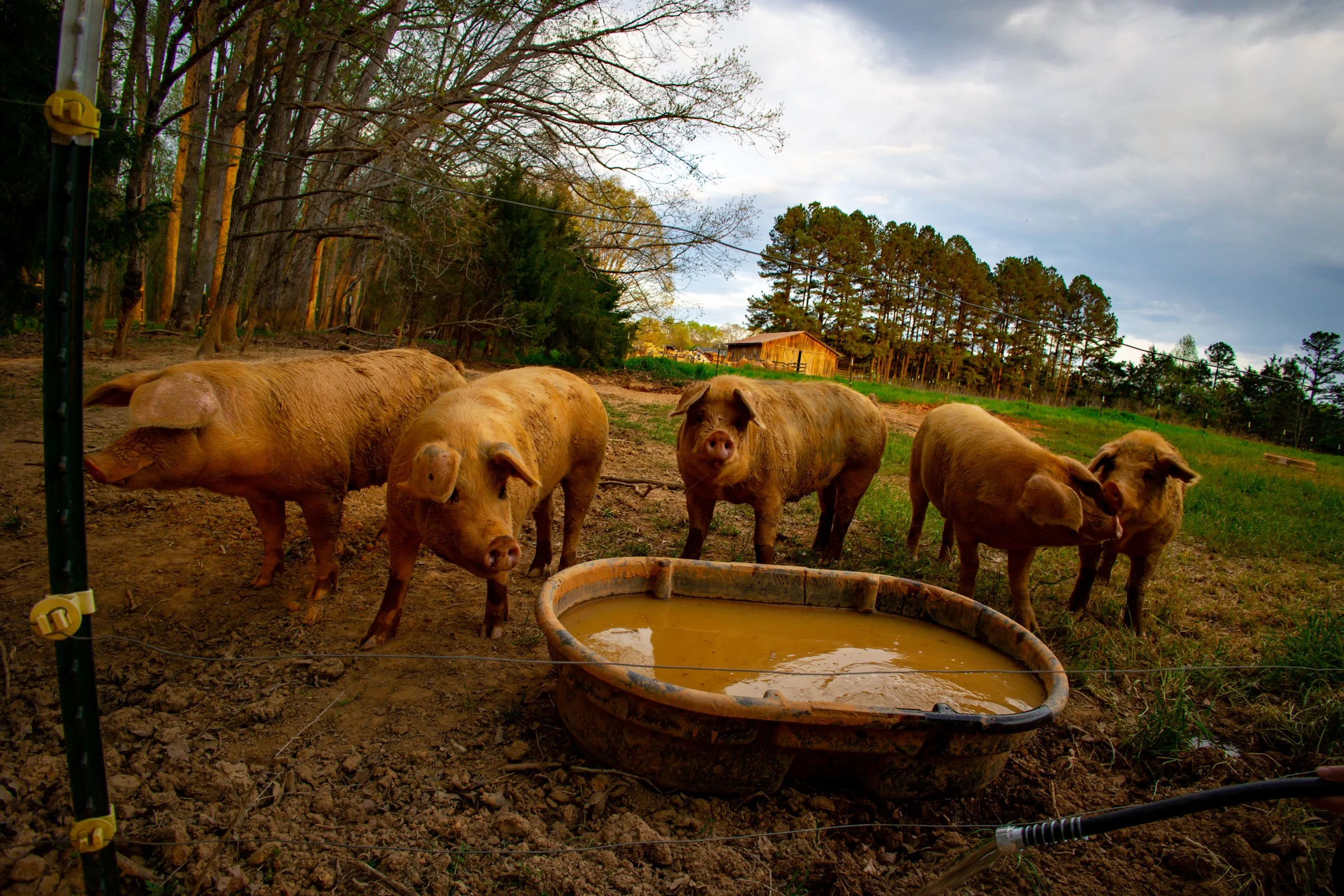 Crossings Farm-10.jpg