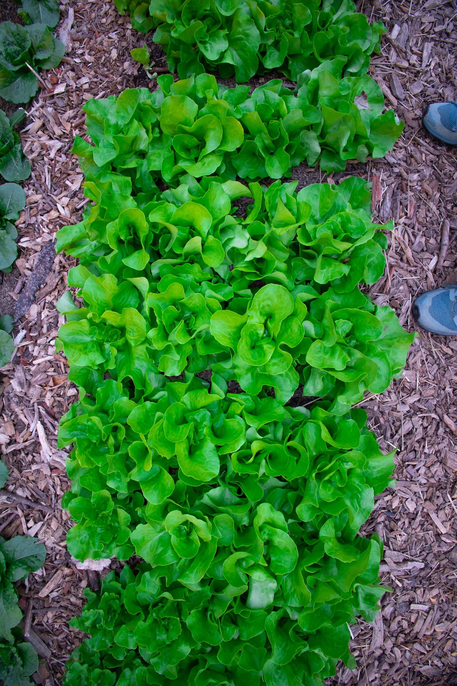 Crossings Farm-21.jpg