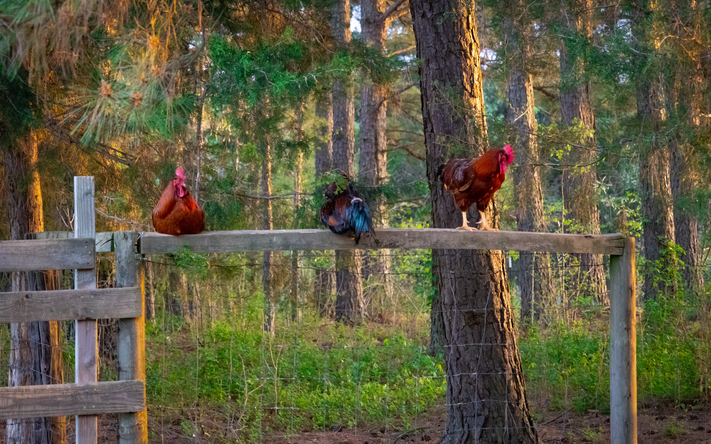 Crossings Farm-33.jpg