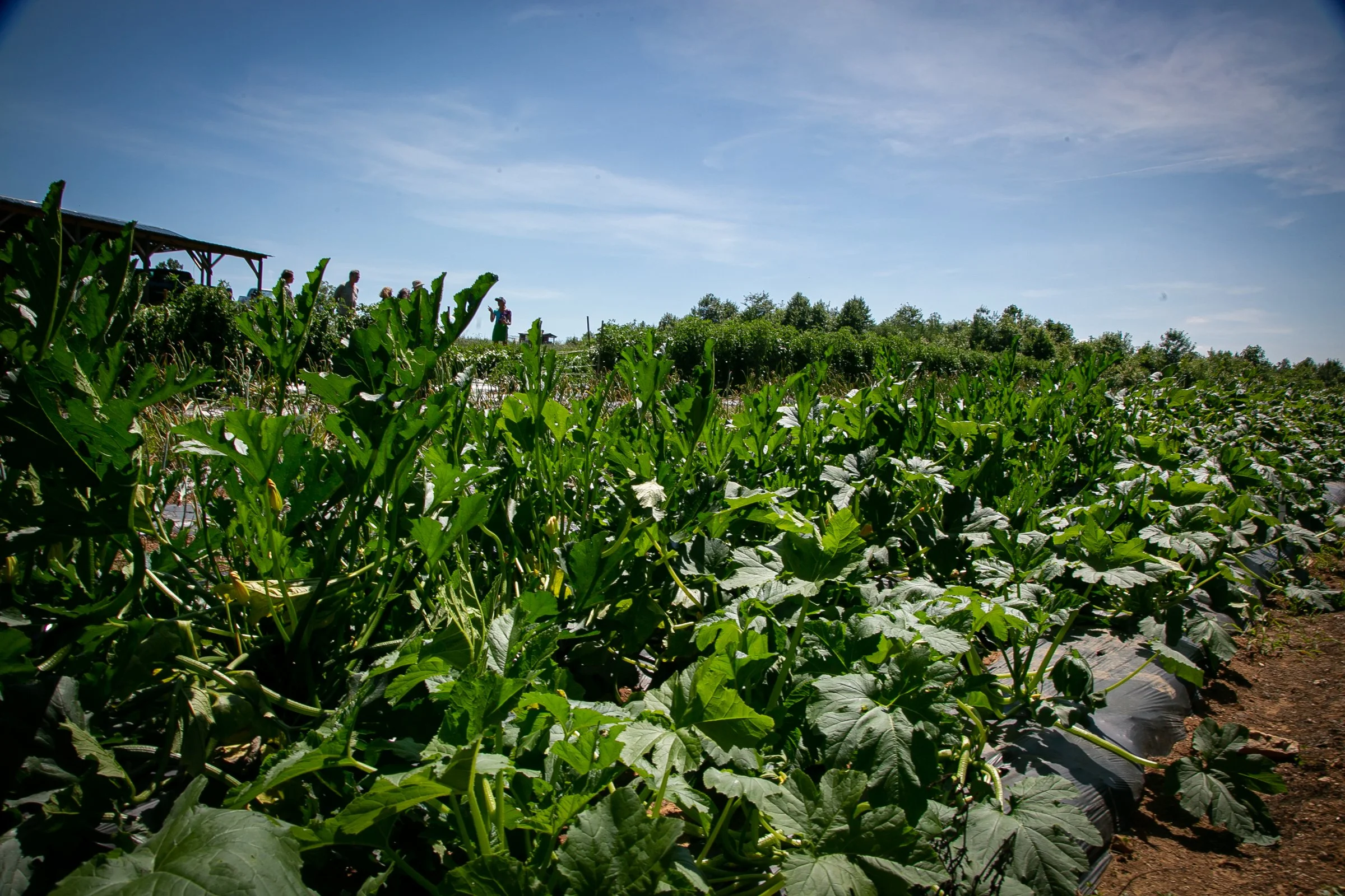 Farm Tour_Davidson County-31.jpg