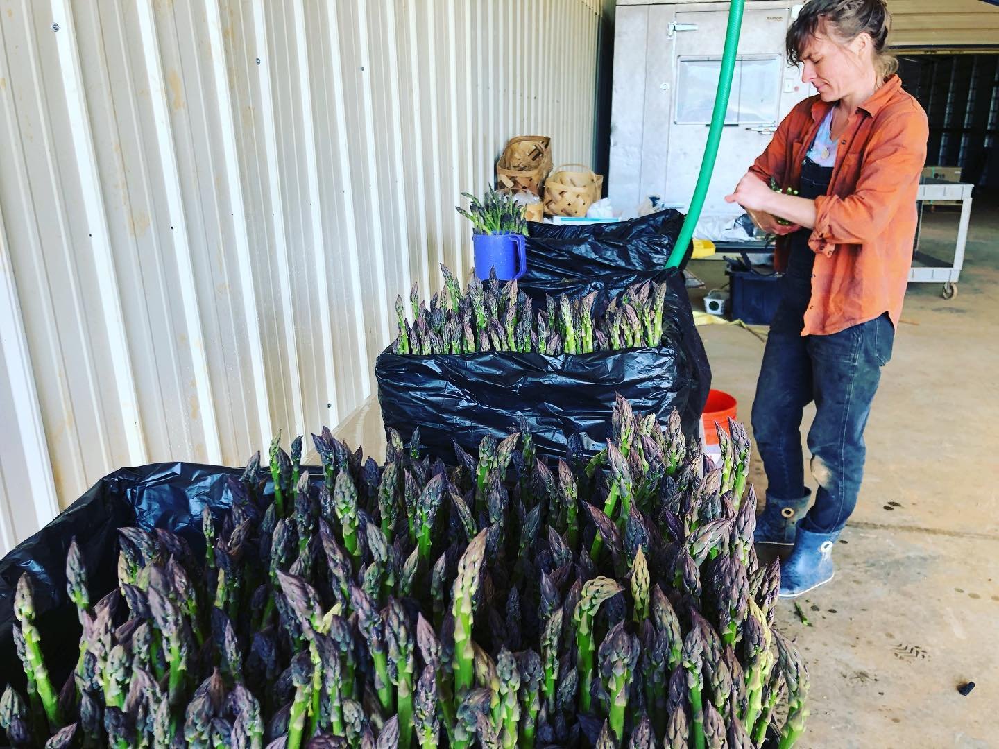 Seven Sister_Asparagus.jpg