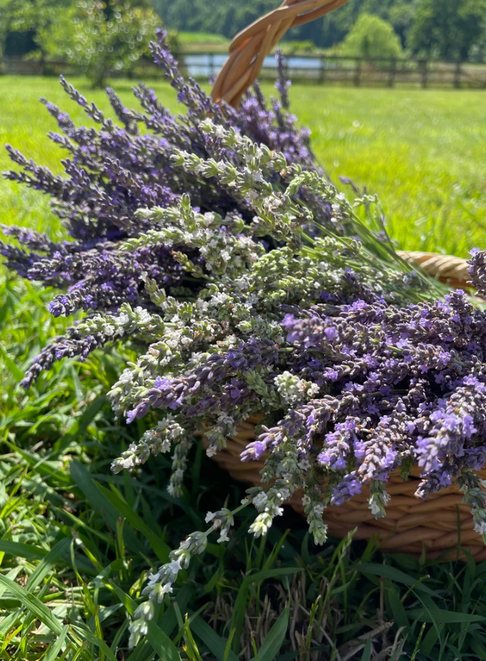 LAVENDAR.PNG