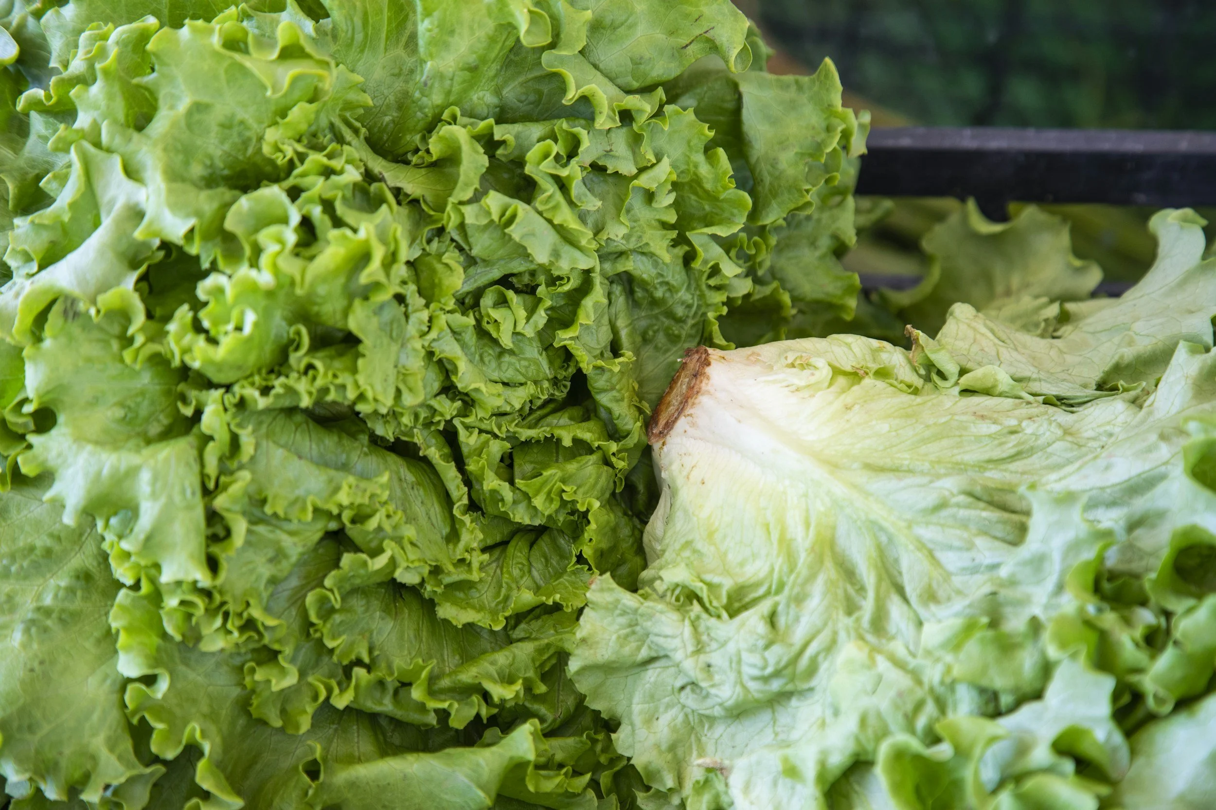What’s Going On With Lettuce? Understanding the Recent Cyclospora Outbreak