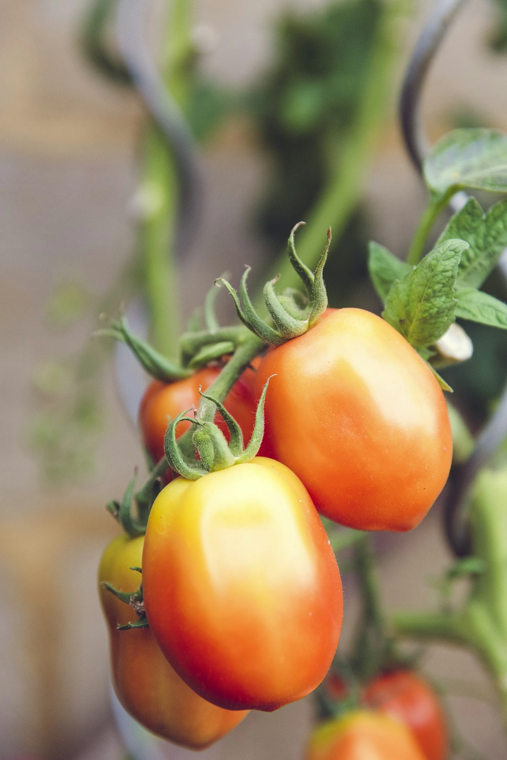 Farmer Resources: What happens when a farmer loses a crop?