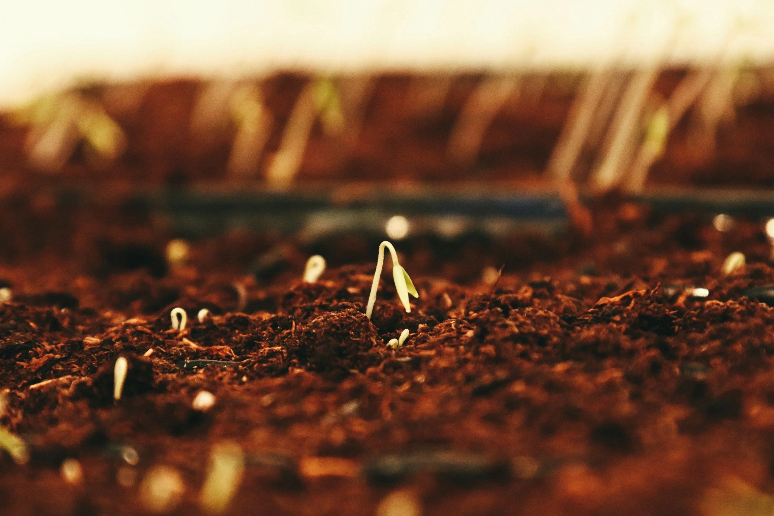 Lunch ‘n Learn: Seed Saving