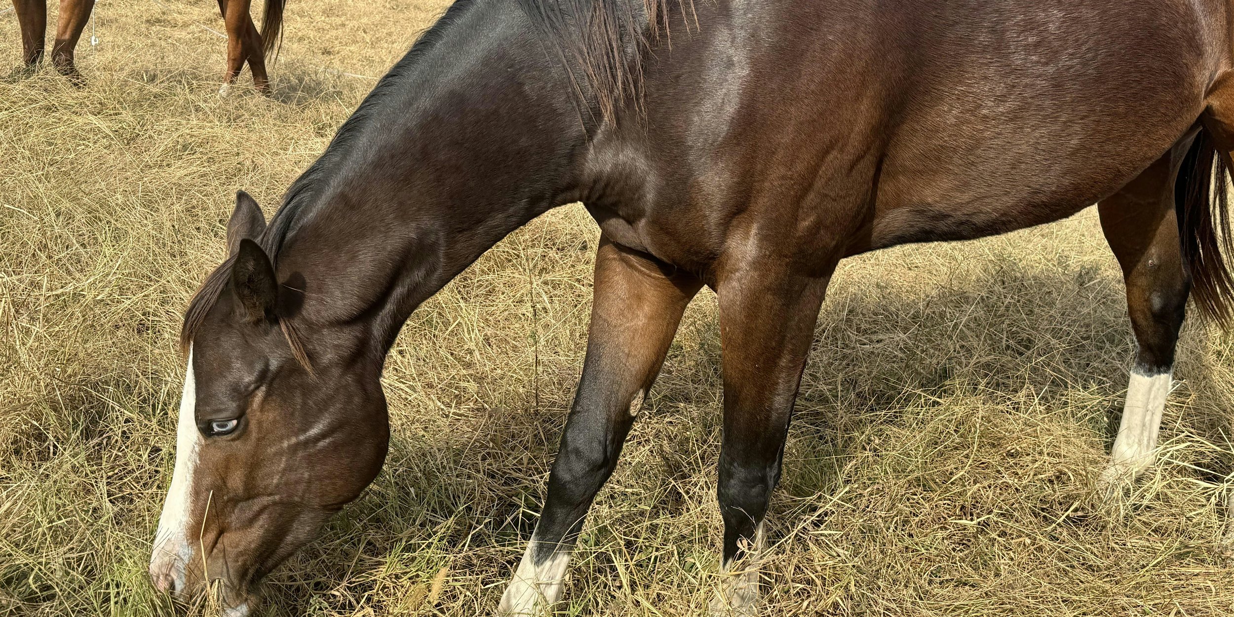Understanding Forage NSC - Davidson County