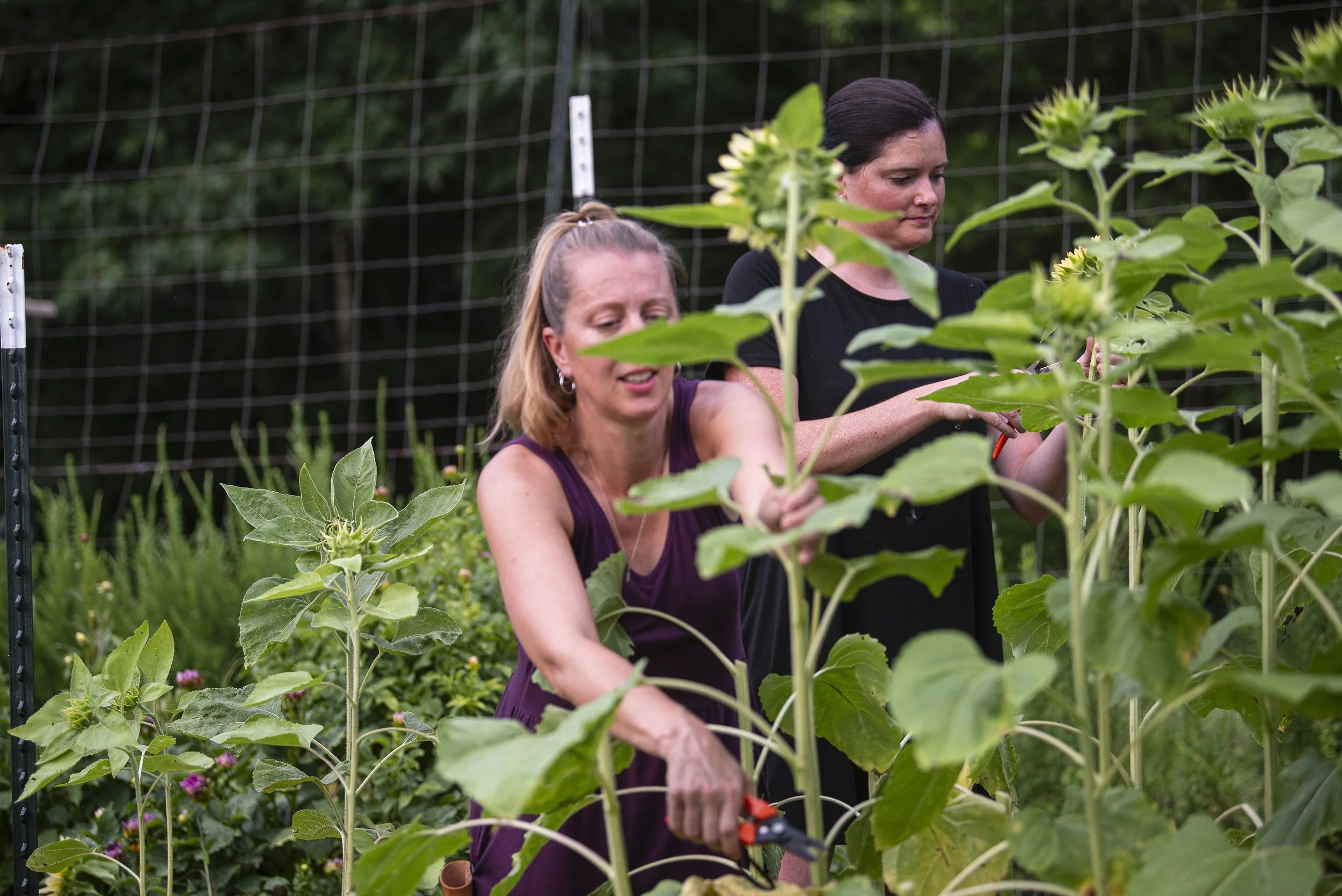 Fancy Plants Farmstead: A Sisterhood in Bloom