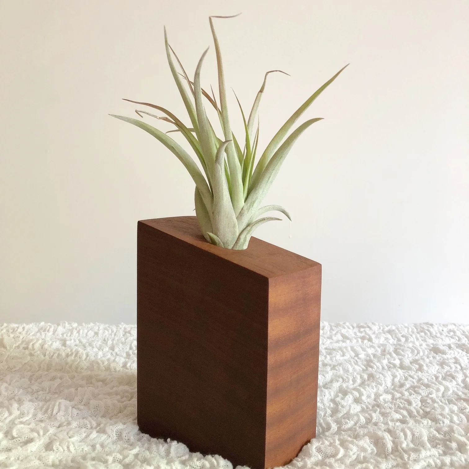 Simple Air Plant Care, Even If You Don't Have A Green Thumb