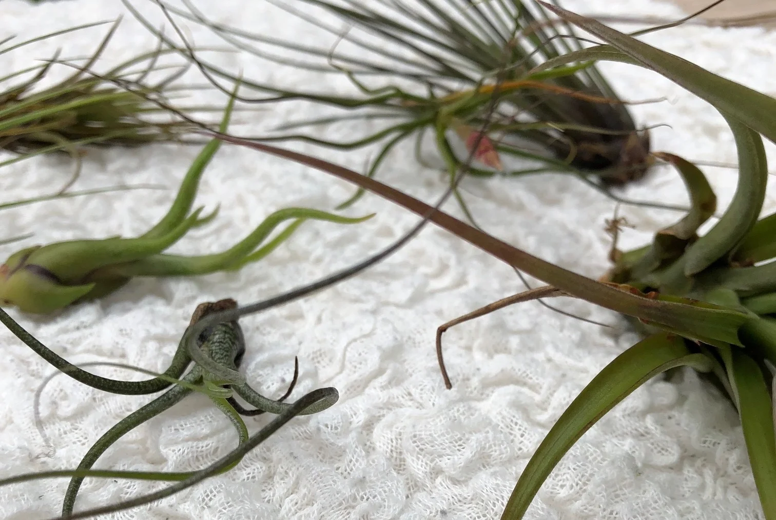 Air Plant Collection.jpg