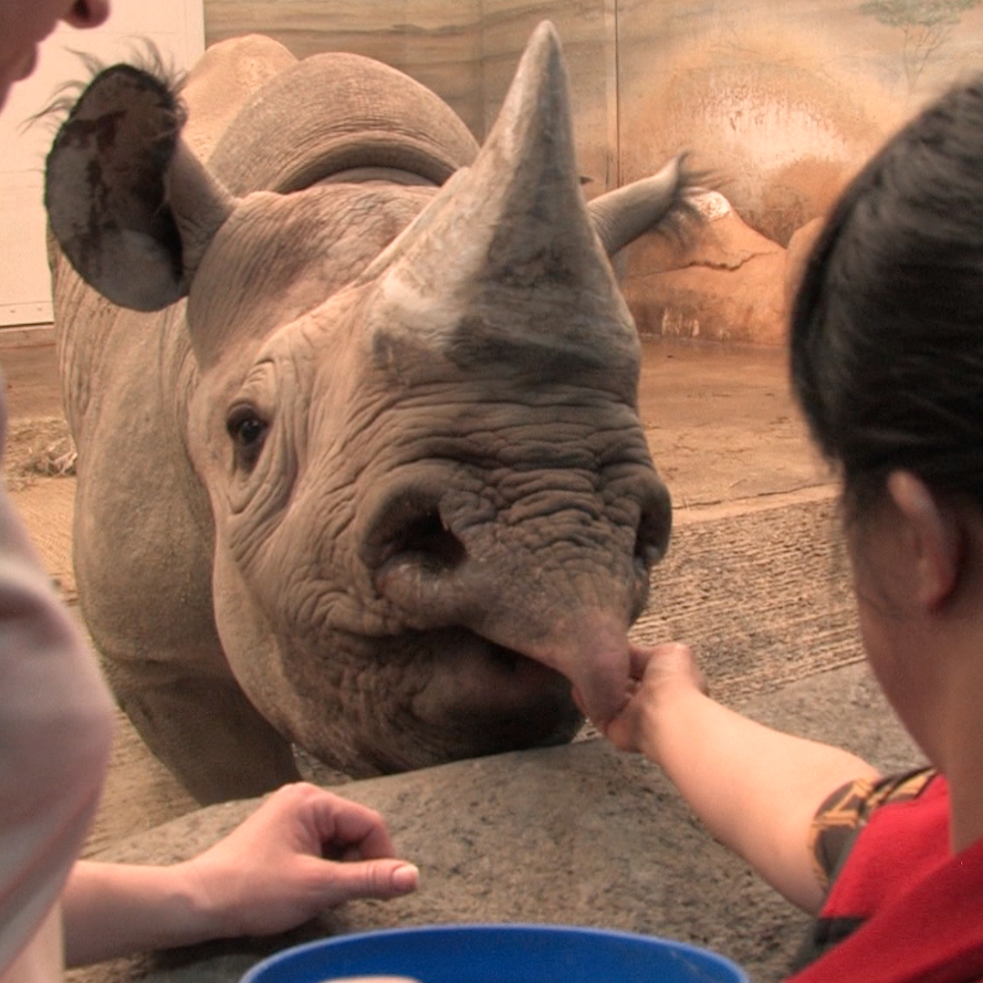 Petting Rhino.jpg