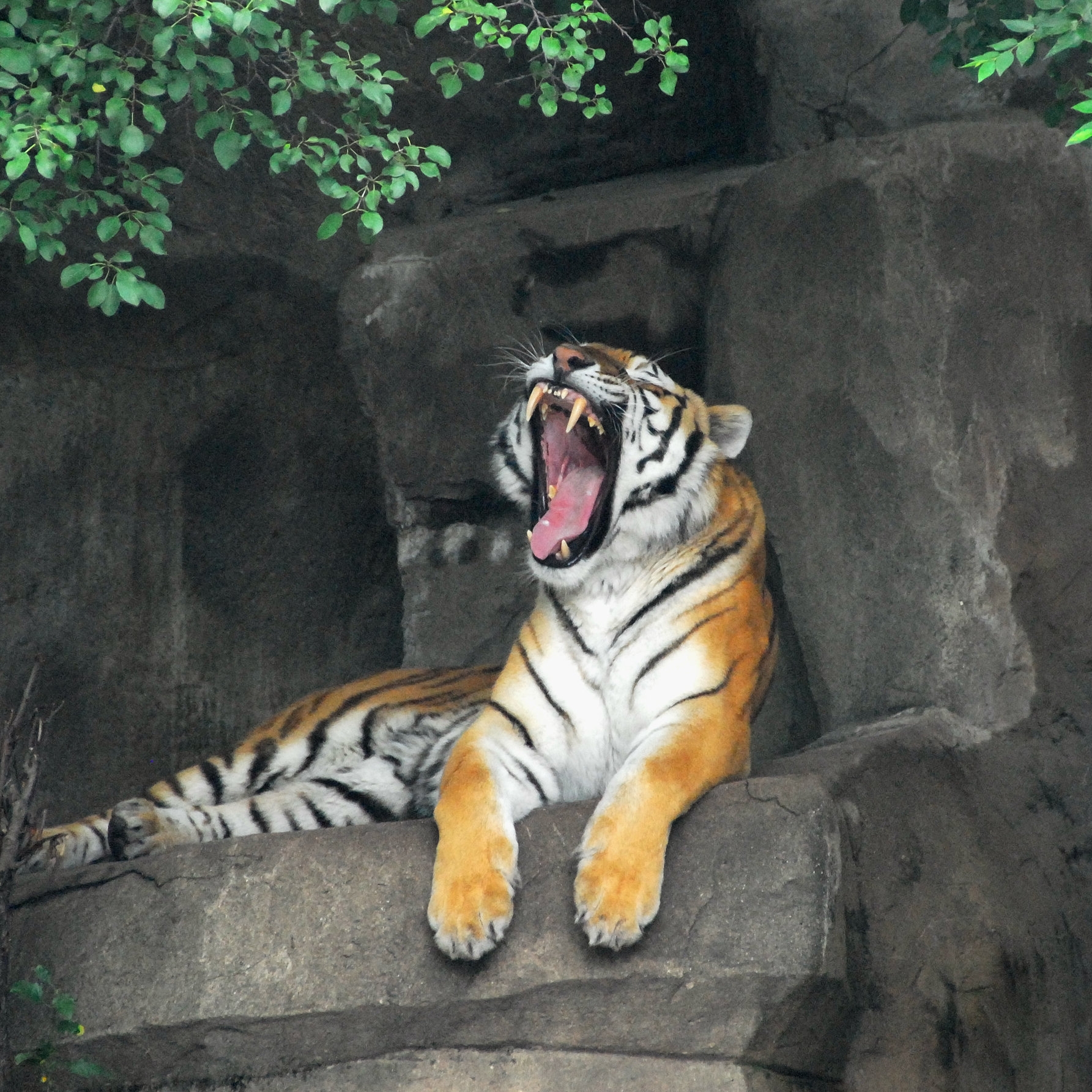 Tiger_at_Chicago_Brookfield_Zoo.jpg