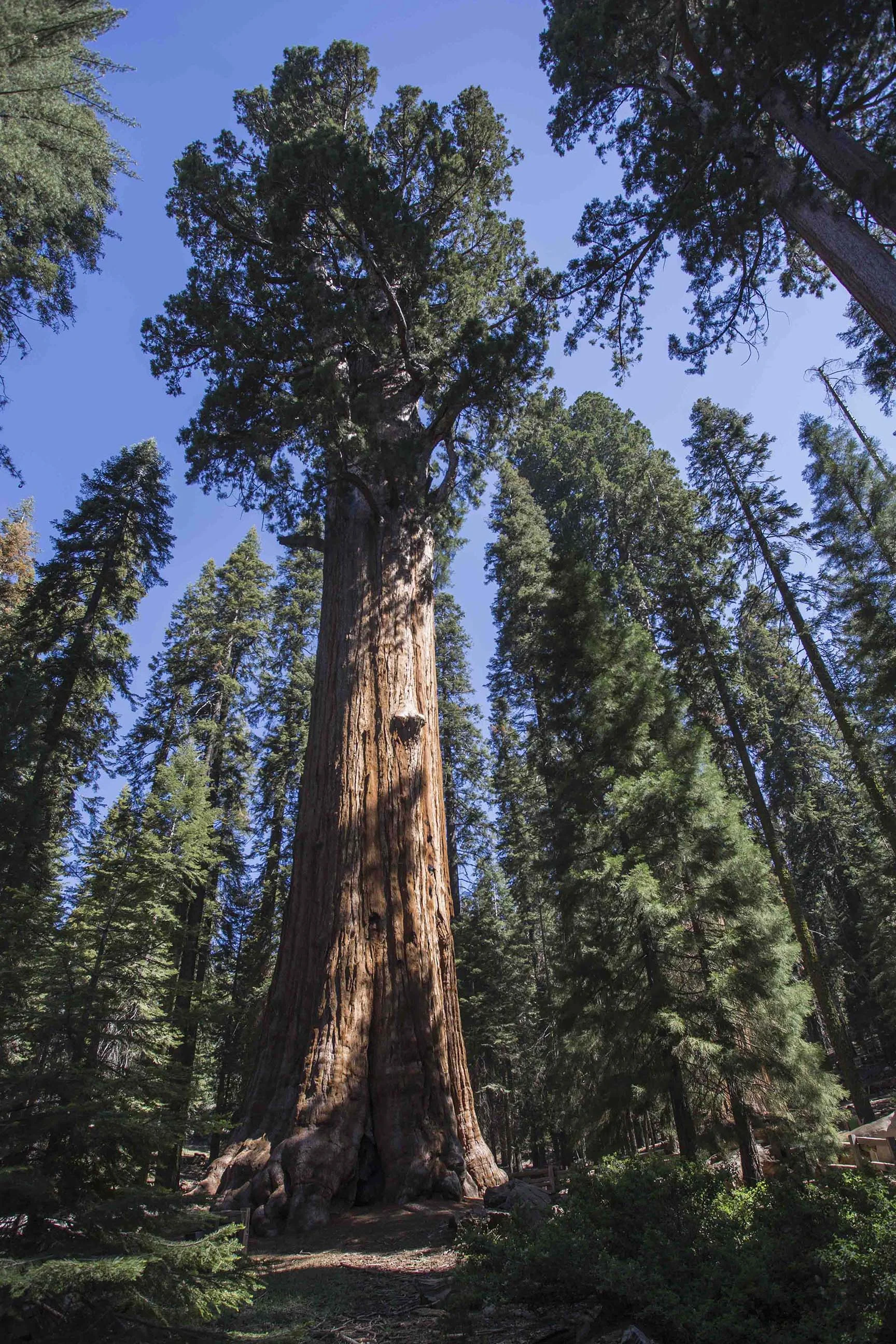 06212017 Sequoia_24.jpg