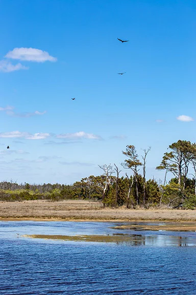 Assateague Island