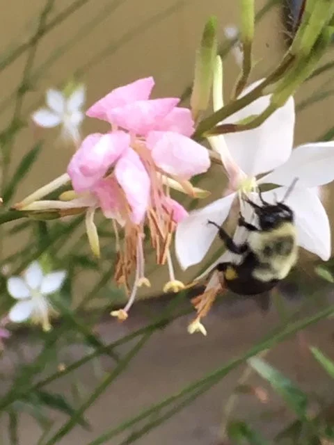 Bee 1.jpg