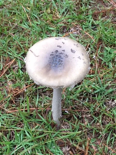 Mushroom 1.jpg
