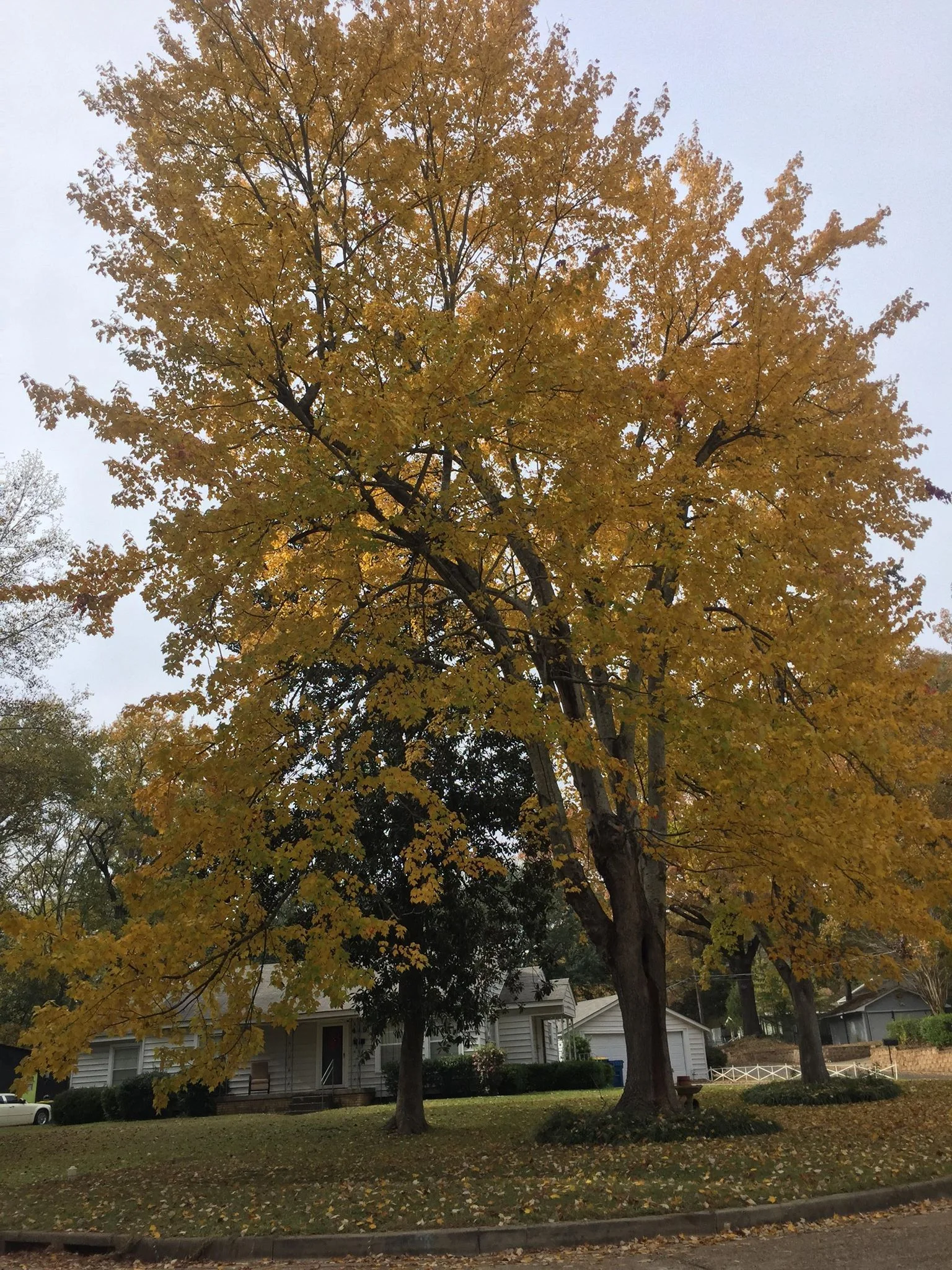 Fall Marissa 4.jpg