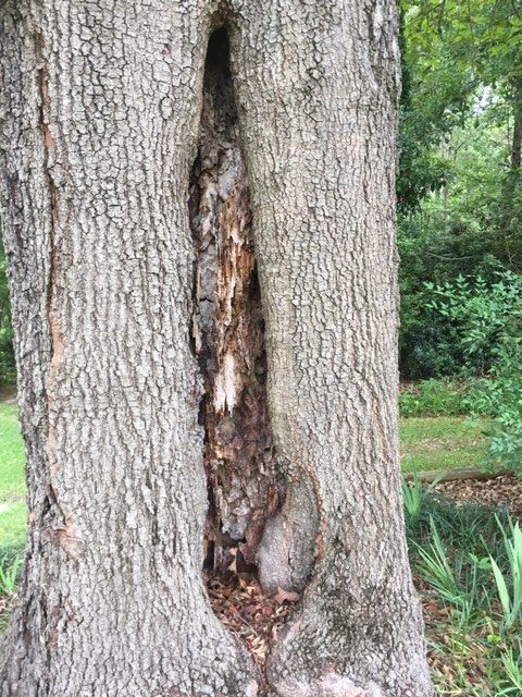 tree 2.jpg