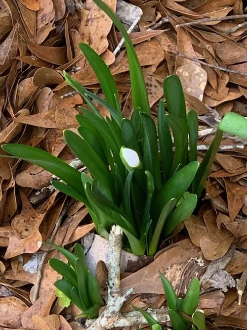 Watching and Waiting — Virginia McGee Butler