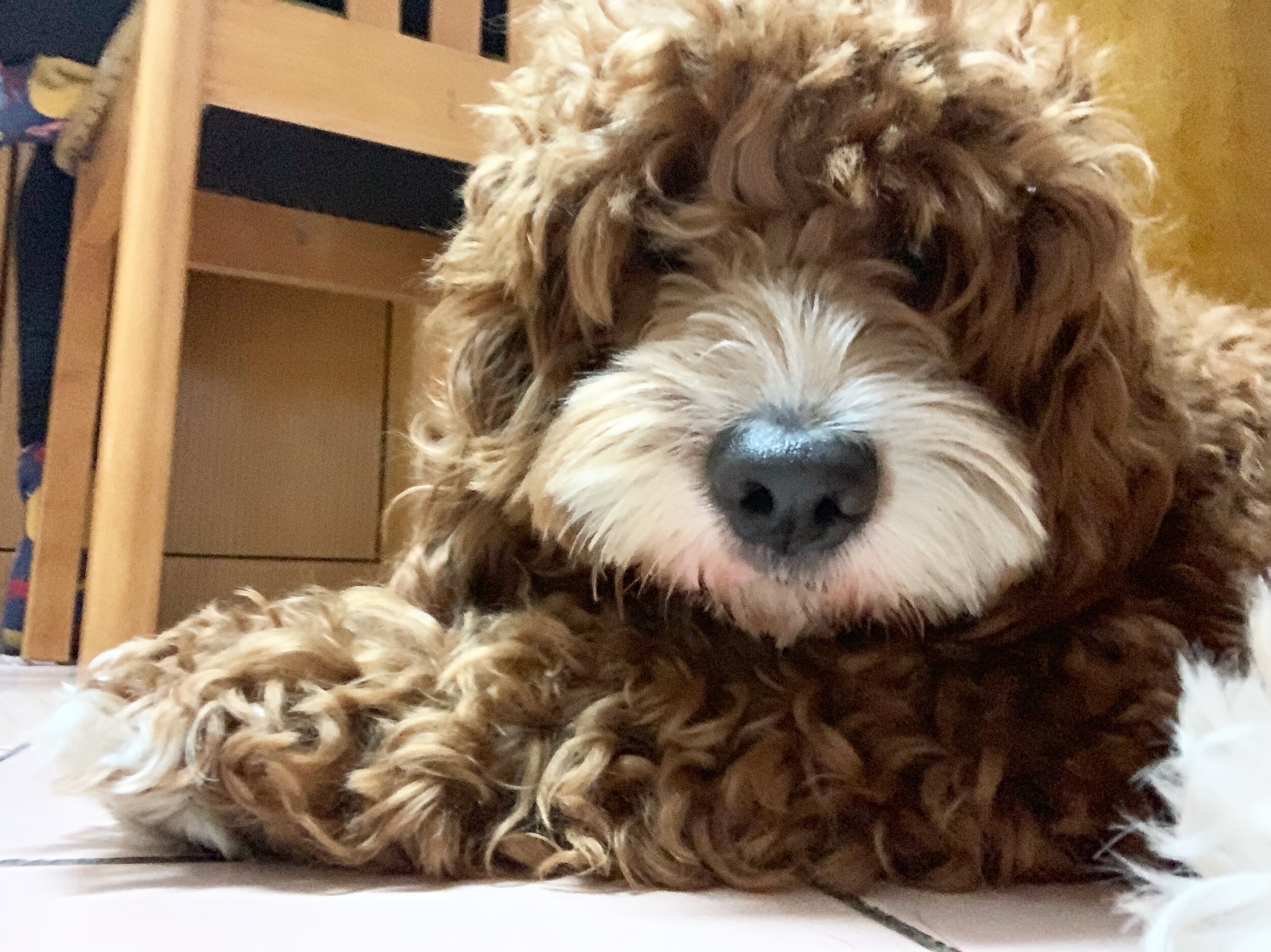 Dog or Bear?