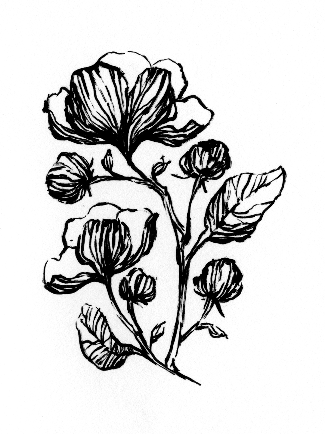 Flower illustration by Laura Dreyer, drawn in ink.