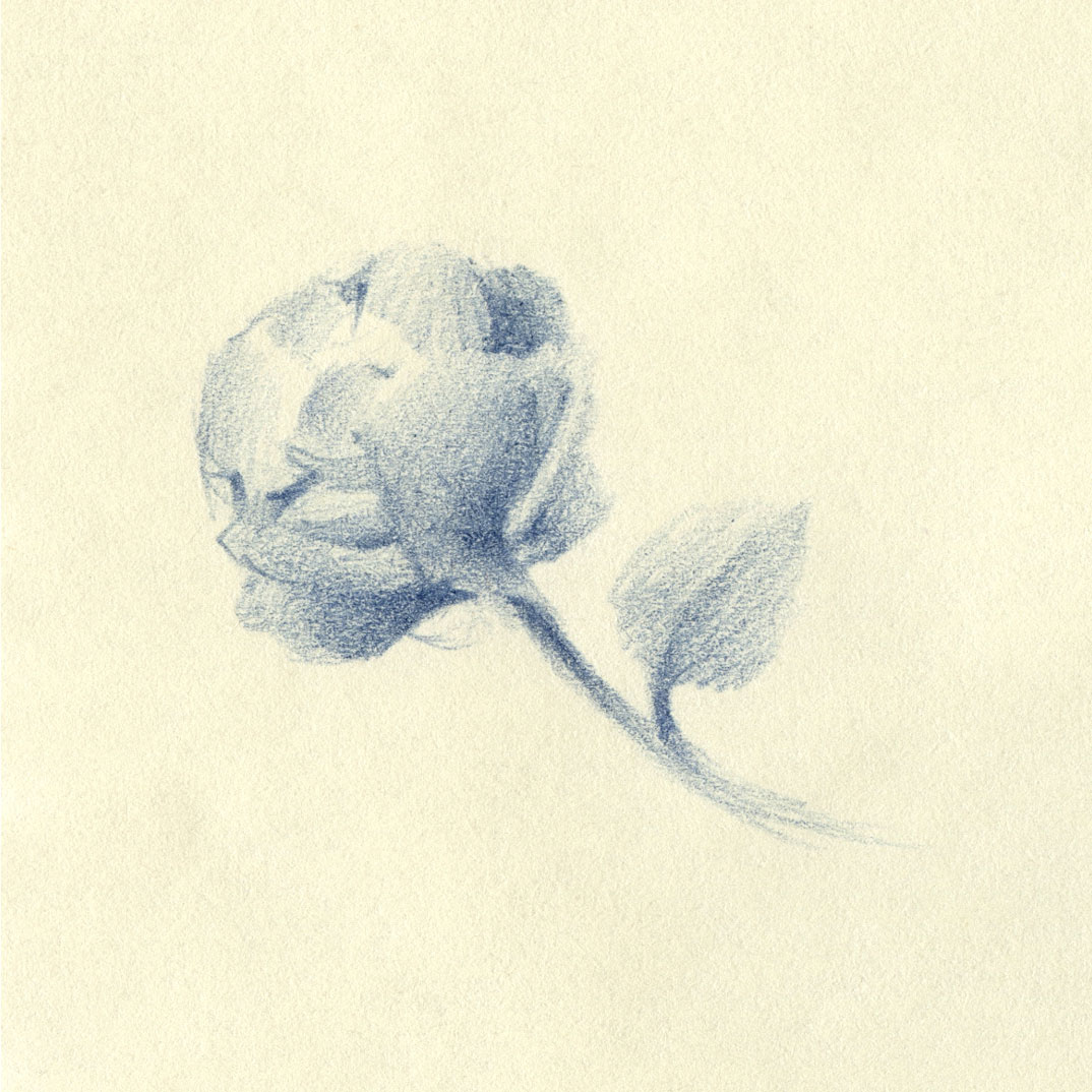 Flower illustration by Laura Dreyer, drawn in pencil.