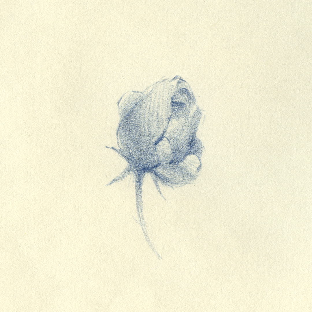 Flower illustration by Laura Dreyer, drawn in pencil.