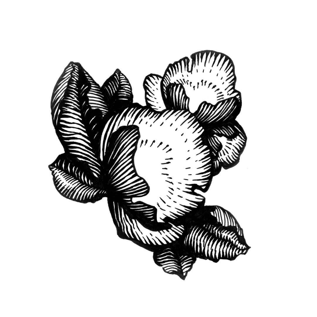 Flower illustration by Laura Dreyer, drawn in ink.