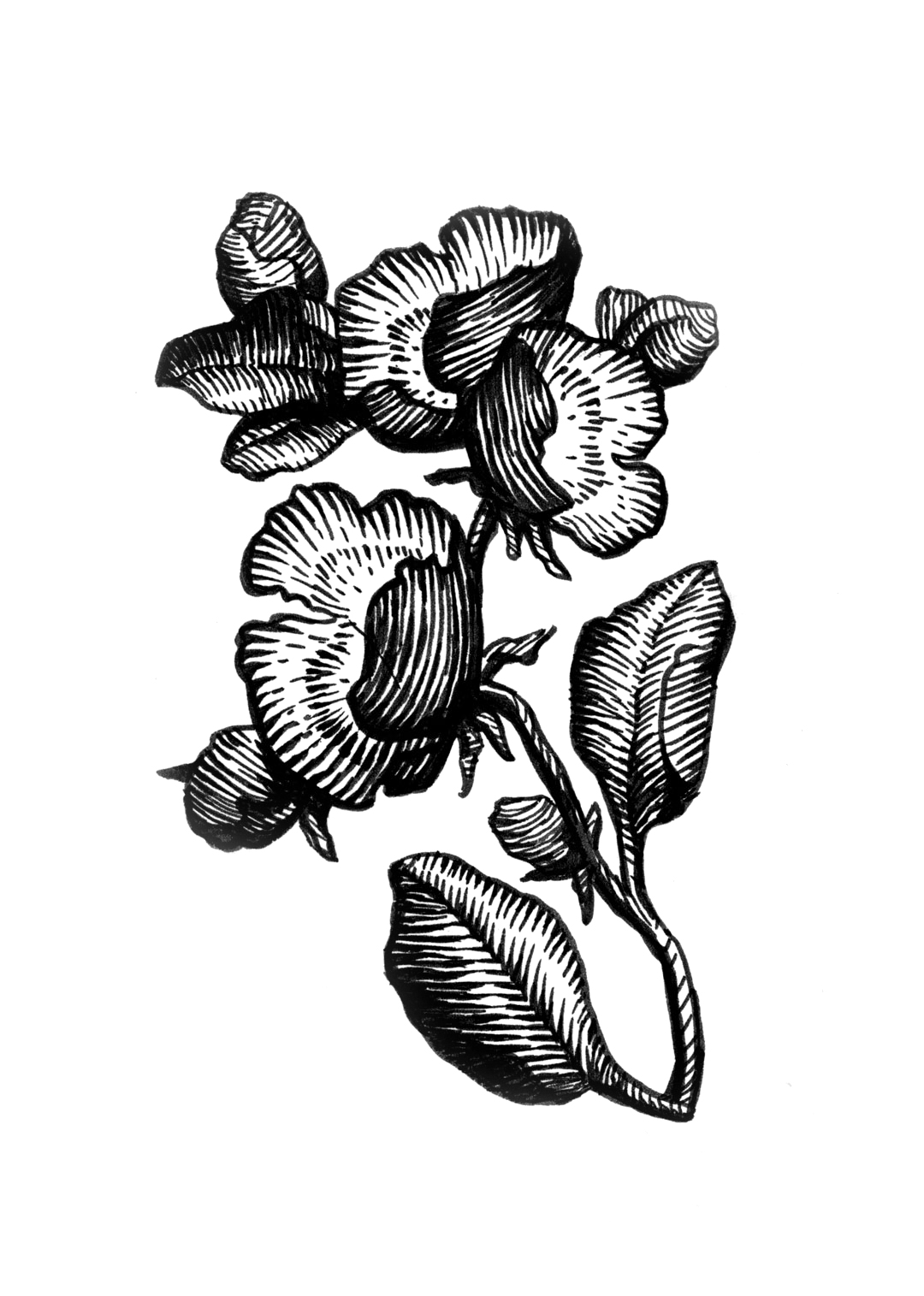 Floral illustration by Laura Dreyer, drawn in ink.