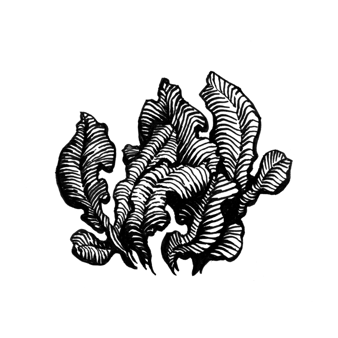 Botanical illustration by Laura Dreyer, drawn in ink.