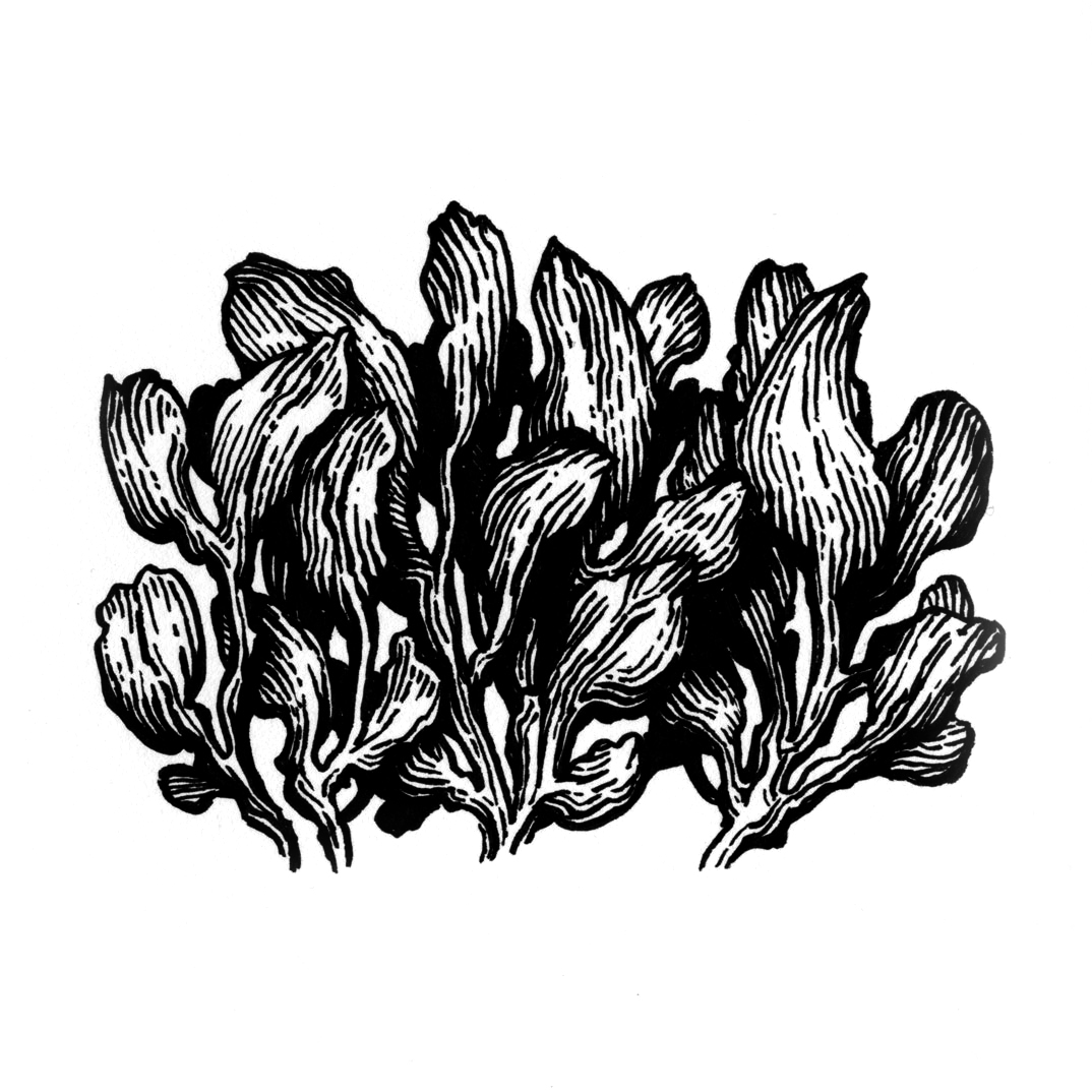 Botanical illustration by Laura Dreyer, drawn in ink.