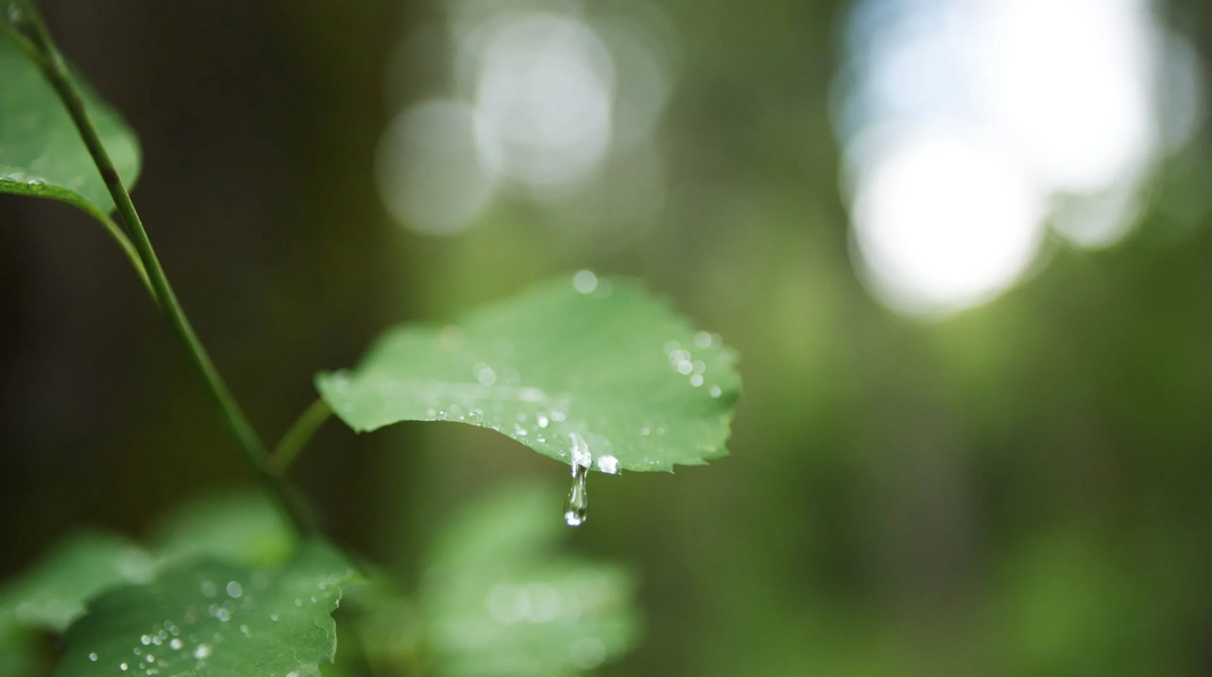 PlantApocethary-11.jpg
