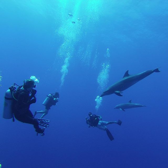 The crew communicates with the natives. “For instance, on the planet Earth, man had always assumed that he was more intelligent than dolphins because he had achieved so much—the wheel, New York, wars and so on—whilst all the dolphins had ever done was muck about in the water having a good time. But conversely, the dolphins had always believed that they were far more intelligent than man—for precisely the same reasons.”
#douglasadams #dolphins #scuba #hardtack