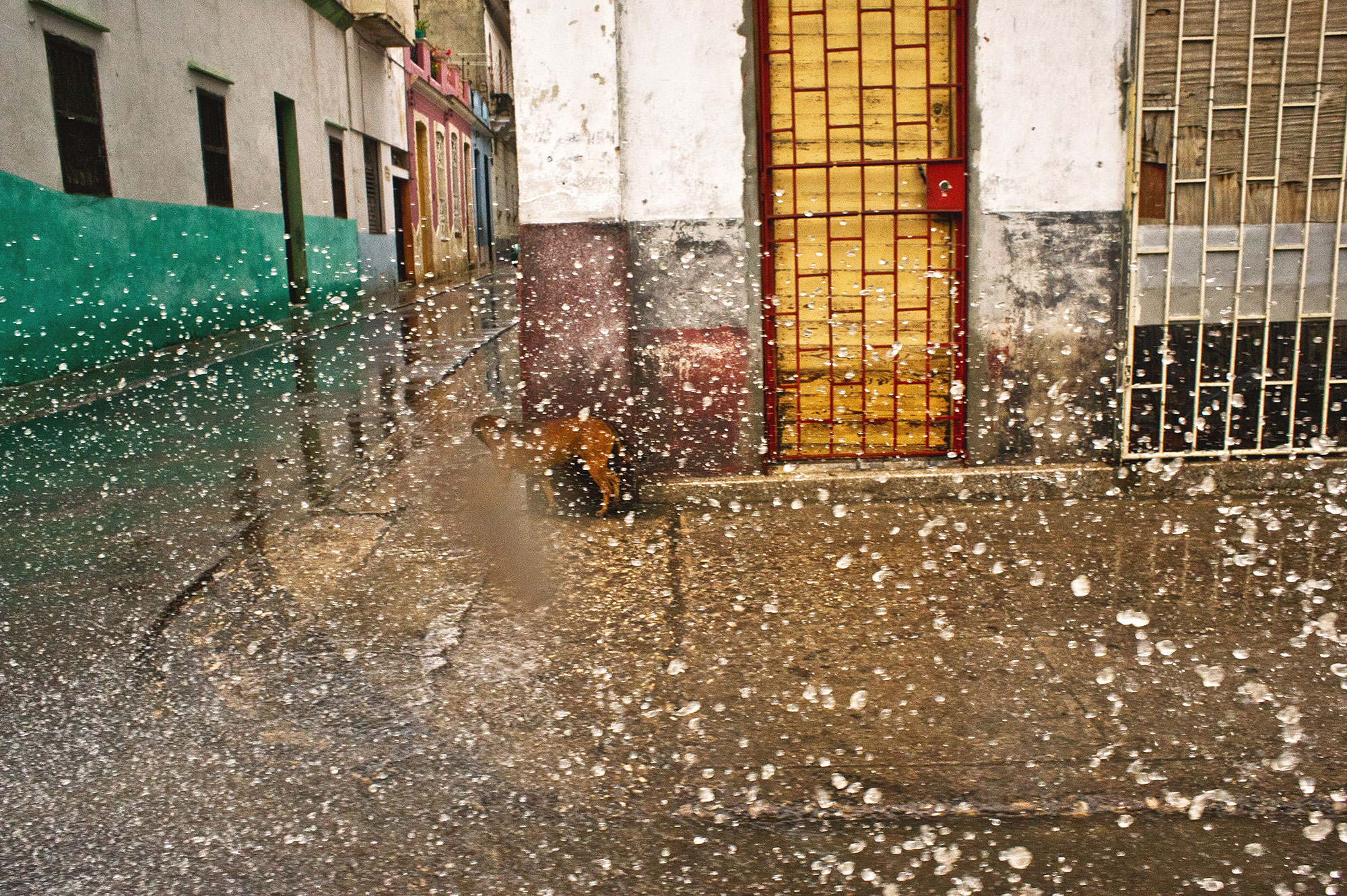 wojtek-jakubiec-photographer-montreal-cuba-havana-street-documentary-dog-rainy-day.jpg