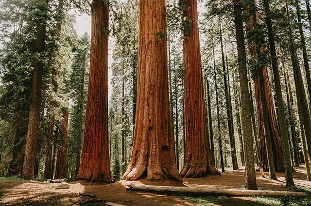 These trees are older than Christmas. 
@sequoiakingsnps - June 2019 
#sequoianationalpark #sequoianationalforest #sequoianationalforest #californialiving #nationalpark #treesofinstagram #socialdistancing #quarantinelife #quarantine #coronavirus