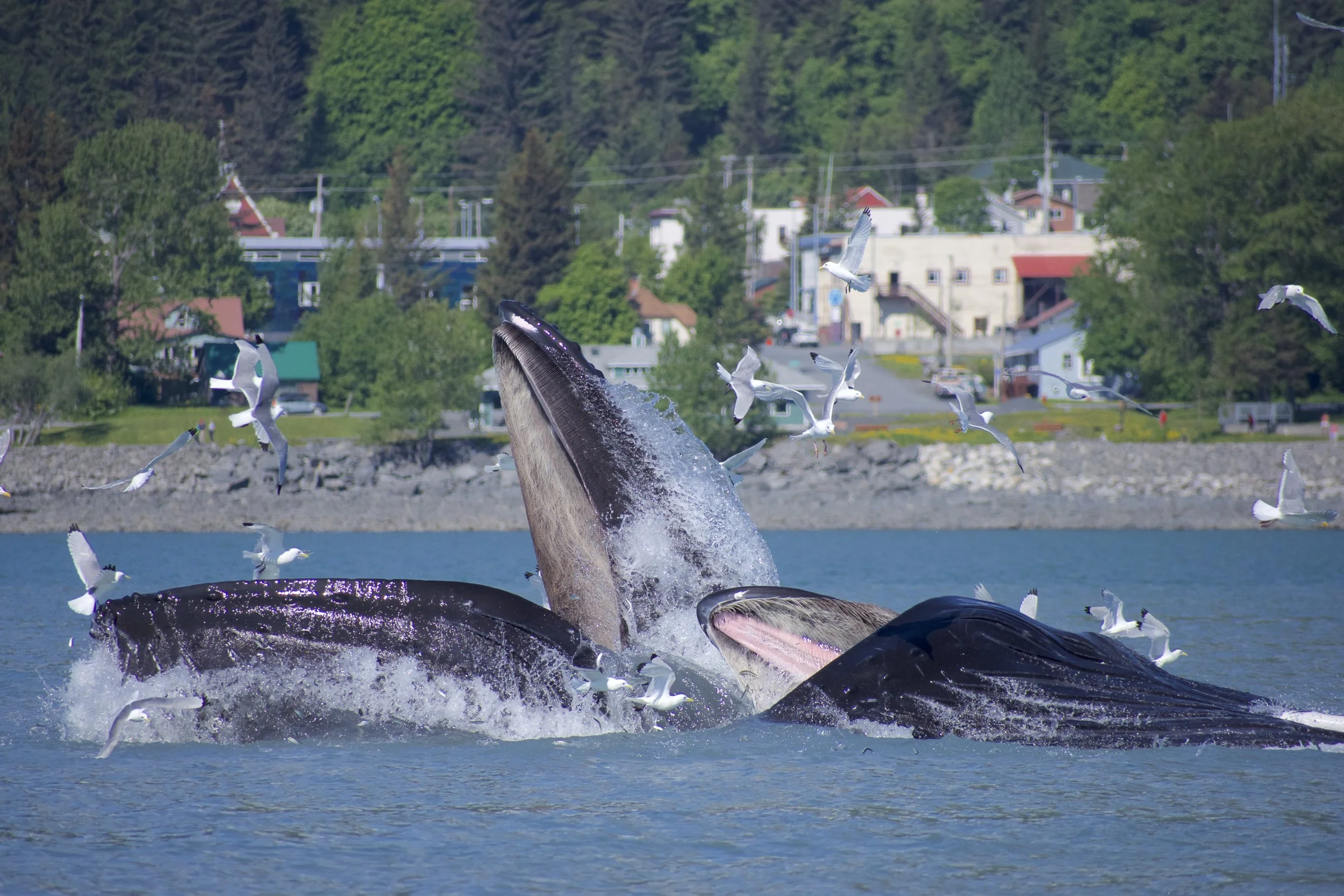 A pod of humpbacks bubble feeding in the bay.