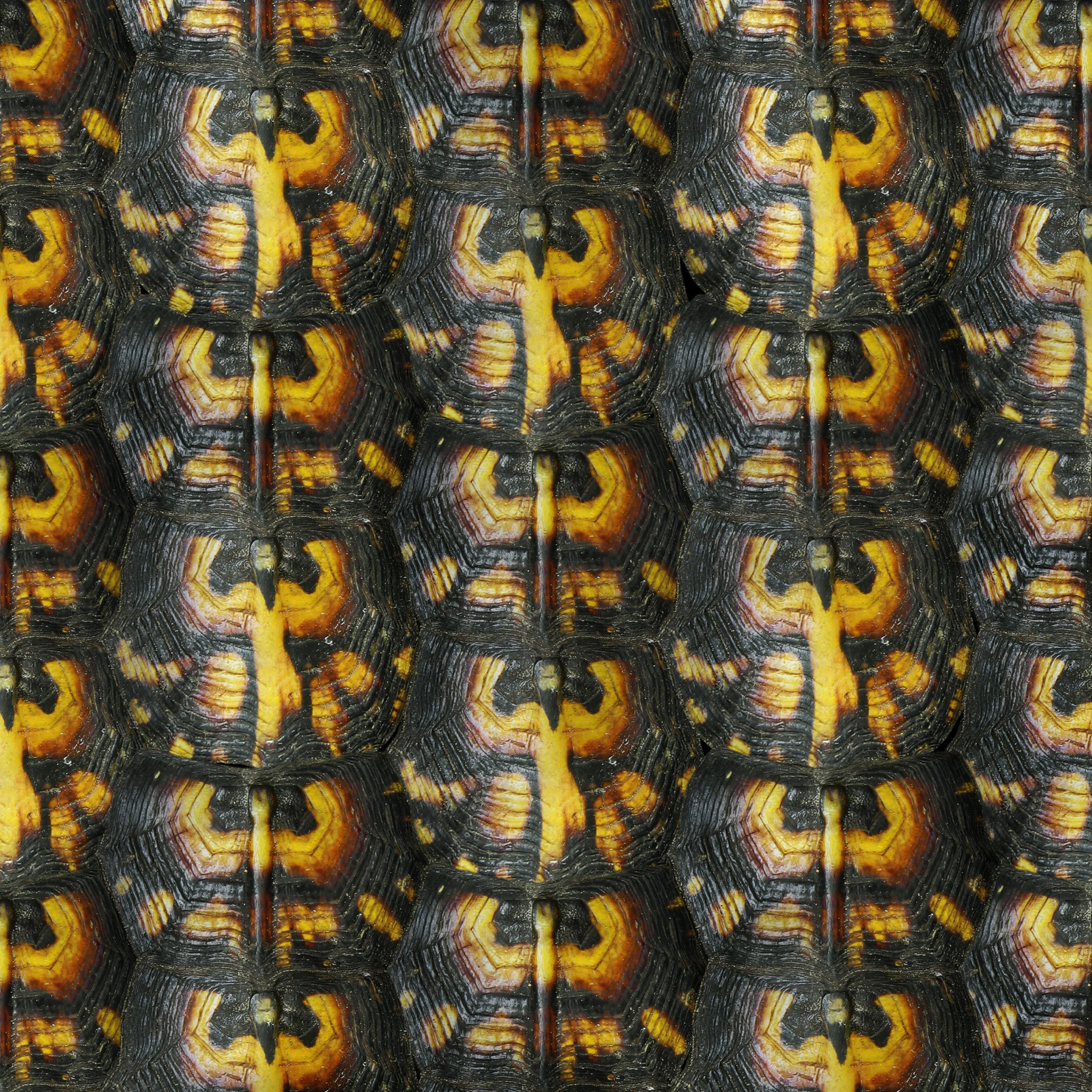 turtle_repeat.jpg
