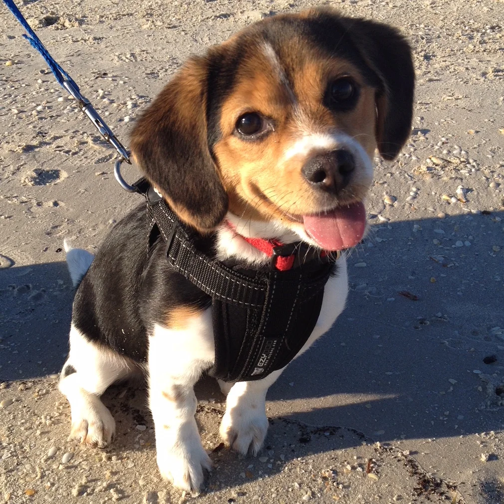 Pets Day Out BBQ a resounding success